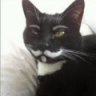 Catarchist