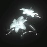 xLight